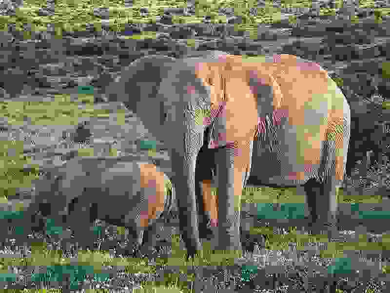 800px-African_Bush_Elephants.jpg