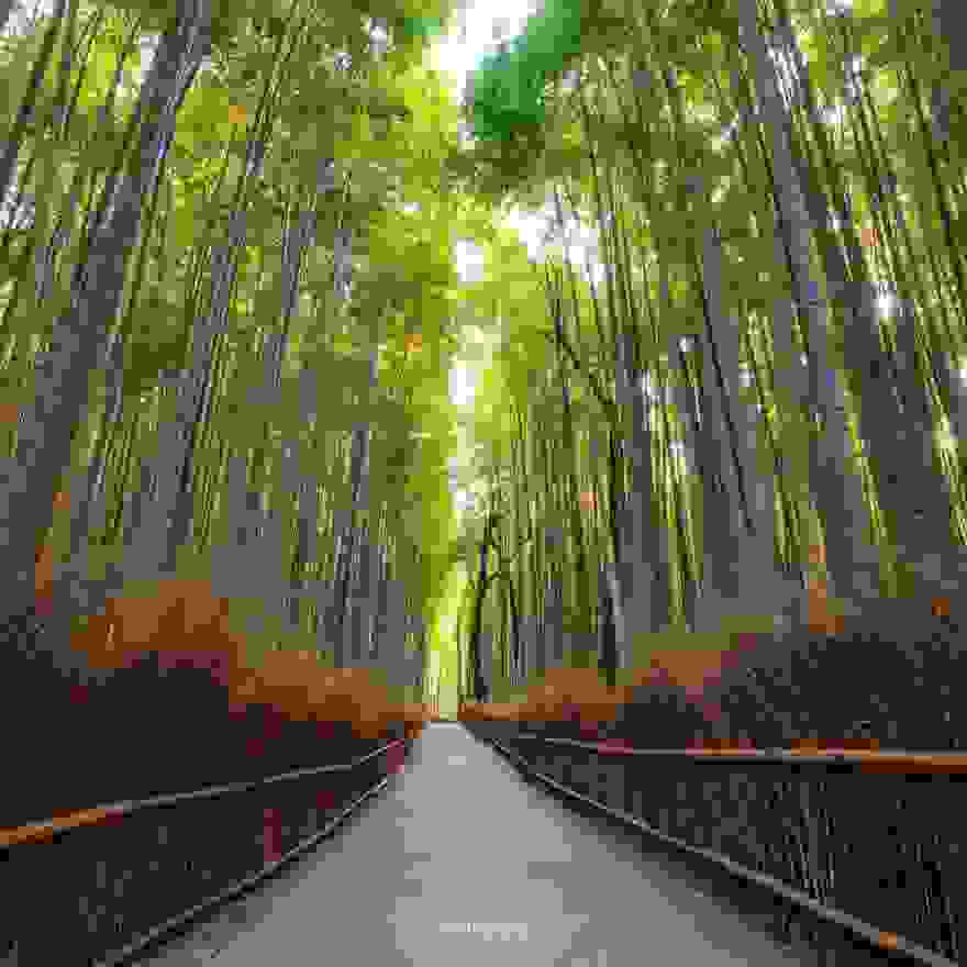 Arashiyama-Bamboo-Forest-880x880.jpg
