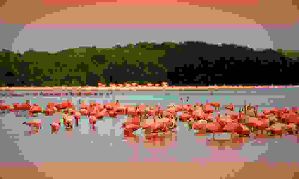 Flamingos66.jpg