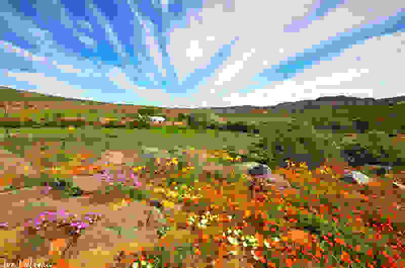 Namaqualand2.jpg