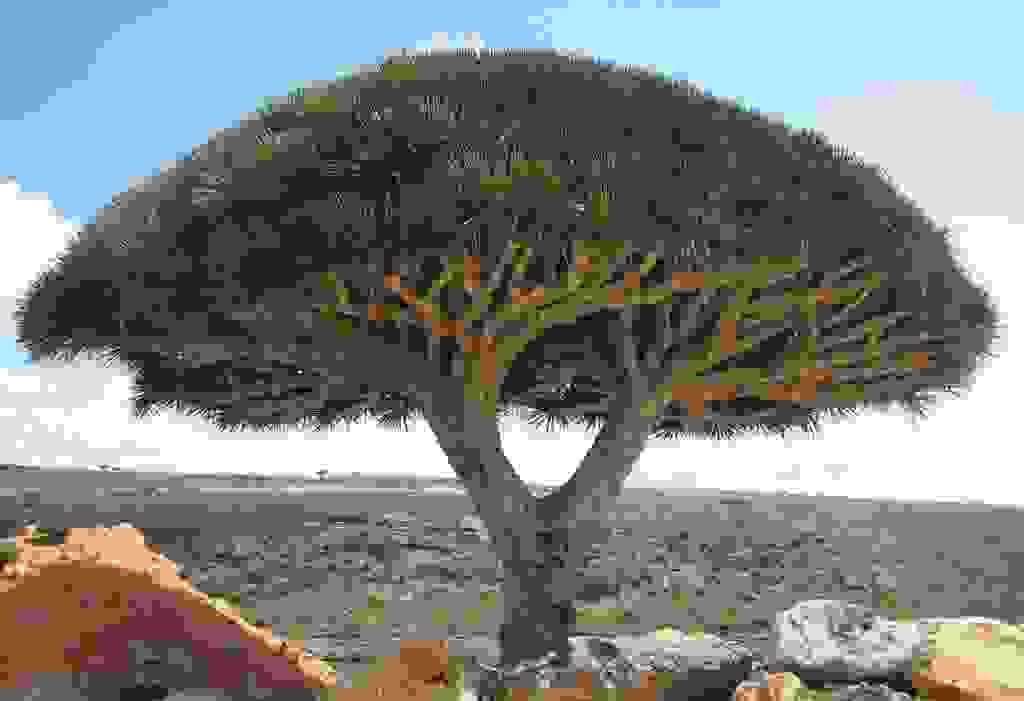 Socotra-alien-landscape-Yemen-Dragon-Tree-1024x701.jpg