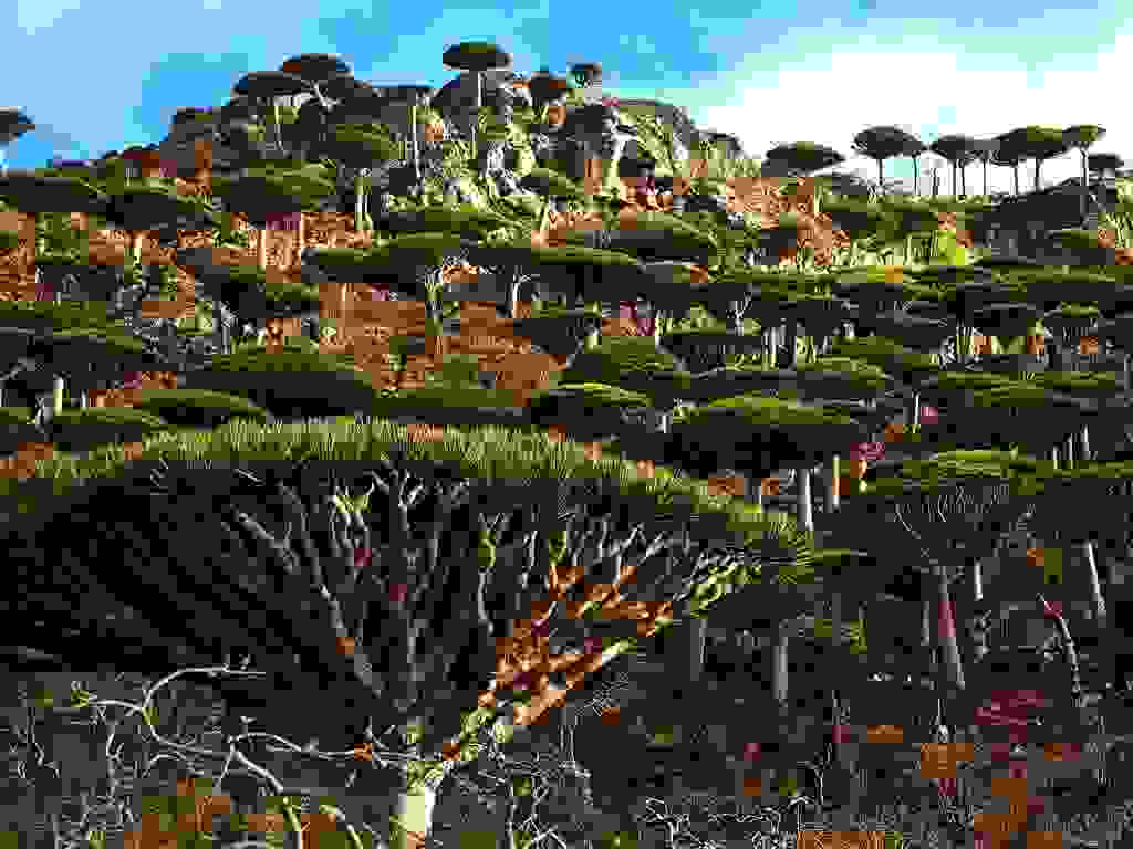 Socotra-alien-landscape-Yemen-Dragons-blood-Tree-1024x768.jpg