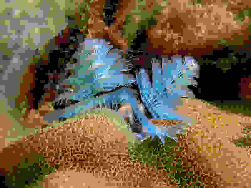 SpirobranchusGiganteus-blue.jpg