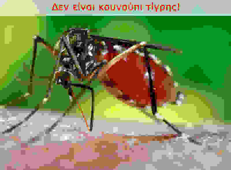 Εικόνα από κοινό κουνούπι