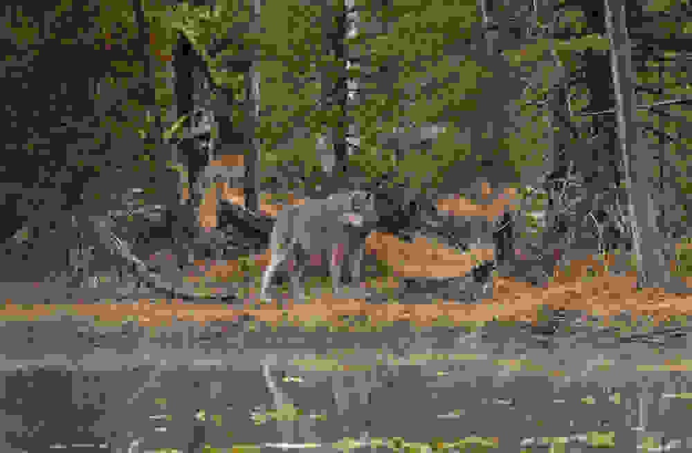 περιβάλλον λύκος λύκοι κατοικίδια ζώα 