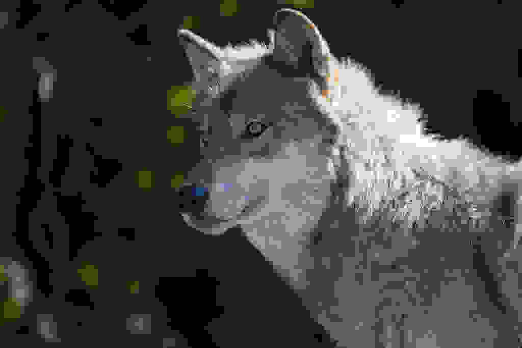 περιβάλλον λύκος λύκοι κατοικίδια ζώα 