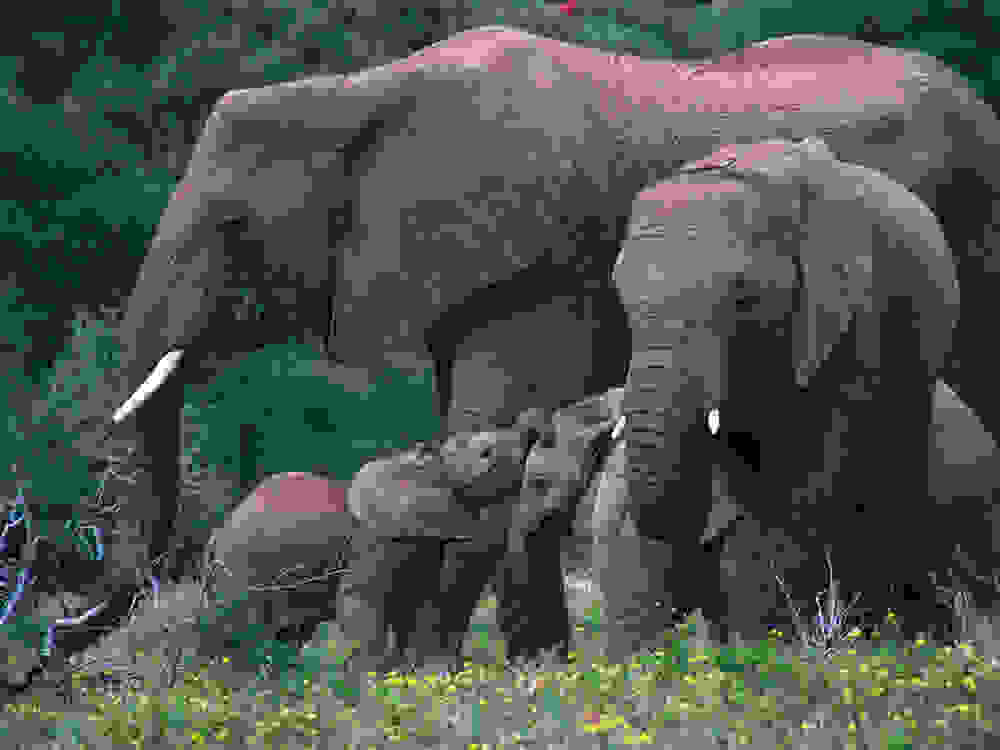 ελέφαντας 