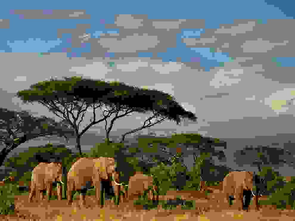ελέφαντας 