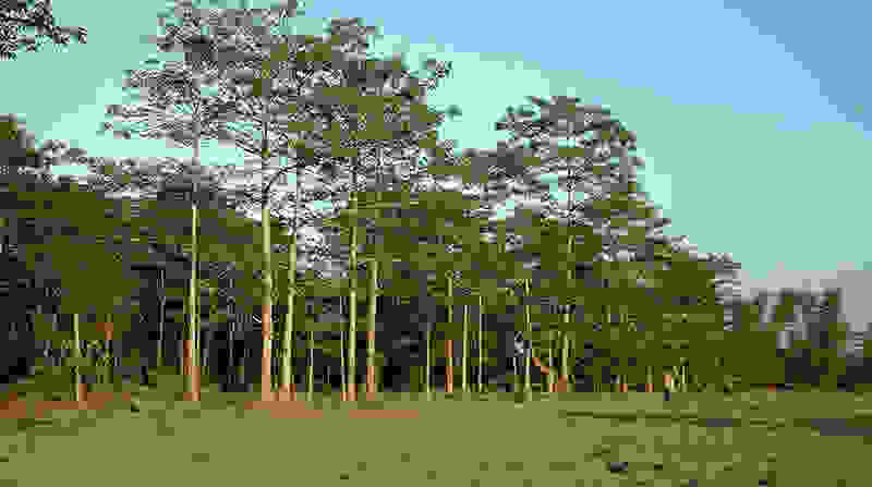 jadav-payang-forest-1.jpg