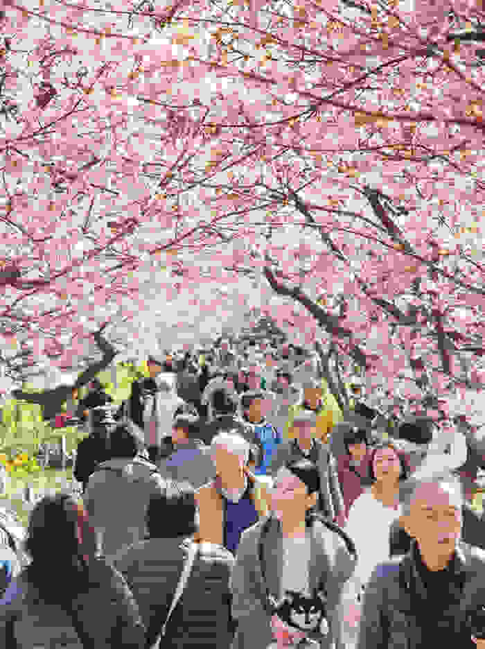 kawazu-cherry-blossoms-shizuoka-japan-13.jpg