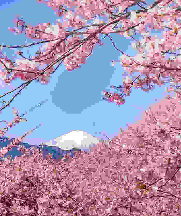 kawazu-cherry-blossoms-shizuoka-japan-16.jpg