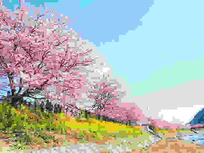 kawazu-cherry-blossoms-shizuoka-japan-2.jpg