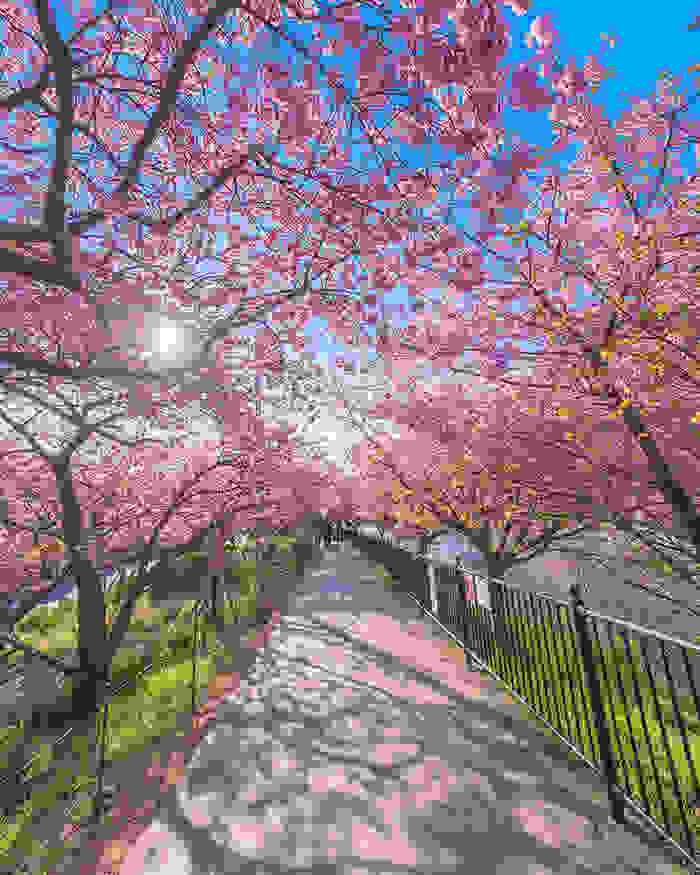 kawazu-cherry-blossoms-shizuoka-japan-7.jpg