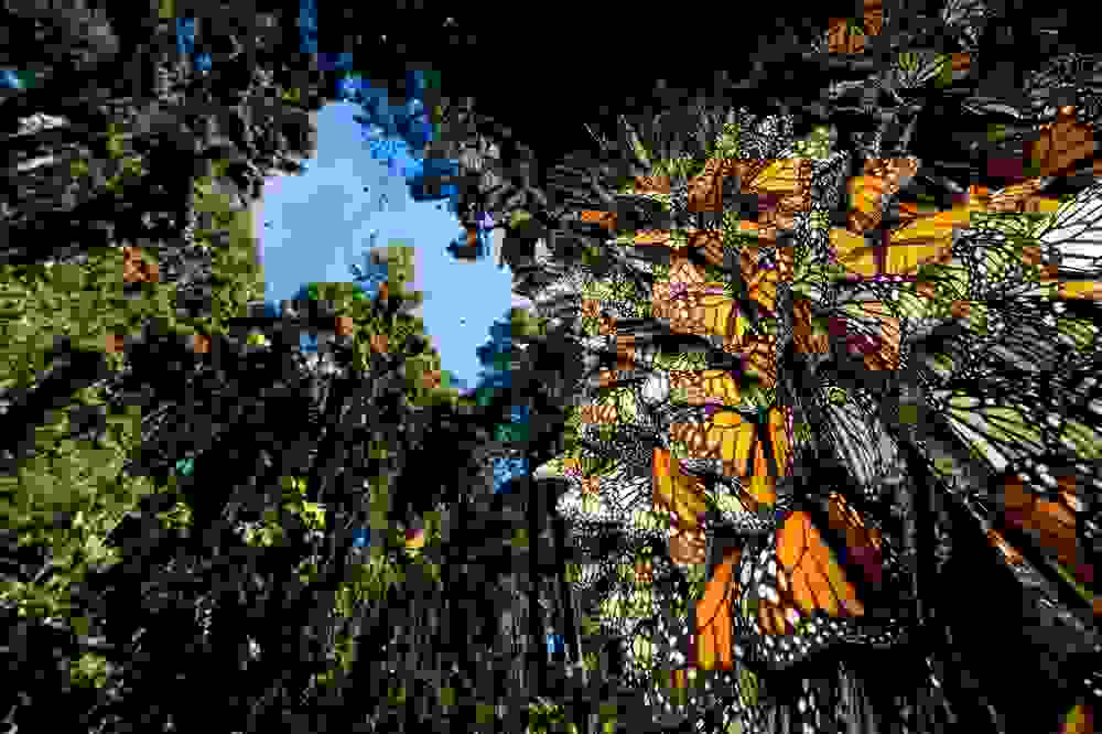 petaloudes-dasos-mexico-monarchs.jpg