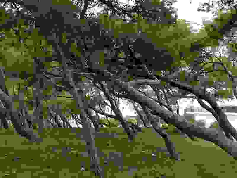 tree2.jpg