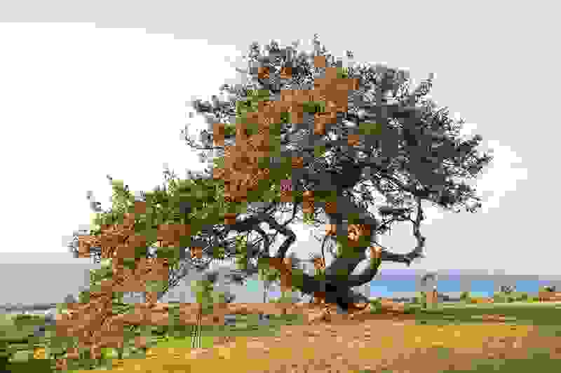 tree9.jpg