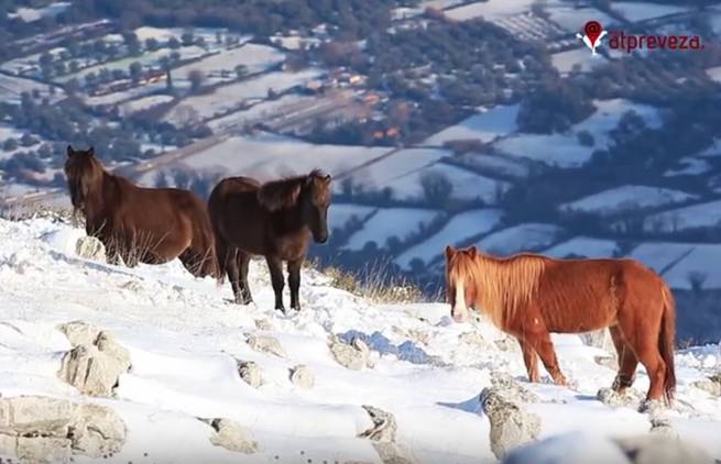 Άγρια άλογα στις χιονισμένες βουνοκορφές της Πρέβεζας (video)
