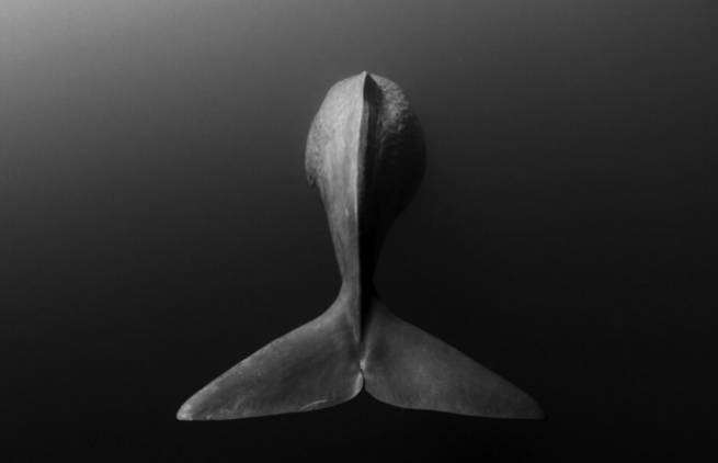 Jules Michelet - &quot;Ο έρωτας της φάλαινας&quot;