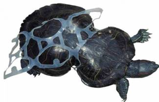 Οικολογικό μάθημα από μια χελώνα!