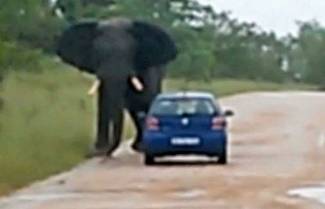 Ελέφαντας επιτέθηκε σε τουρίστες! (video)