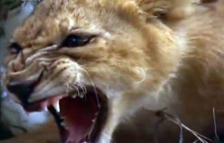 Τεράστιο φίδι επιτίθεται σε λιοντάρι! (video)