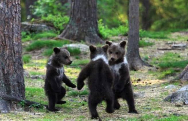 Αρκουδάκια παίζουν «γύρω-γύρω όλοι»