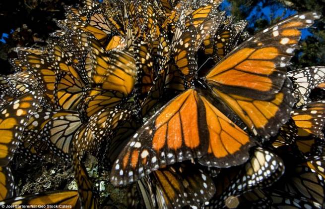 Ένα δάσος με πεταλούδες στο Μεξικό (video)
