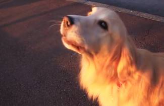 Το σκυλί και η σειρήνα! (video)