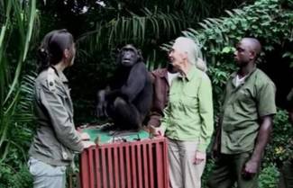 Η απίστευτη χειρονομία χιμπατζή στη γυναίκα που την έσωσε (video)