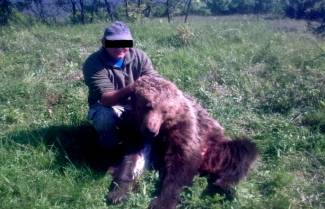 Αυτός ο άντρας από τη Βέροια αναζητείται για φόνο αρκούδας (μια έκκληση του ΑΡΚΤΟΥΡΟΥ)