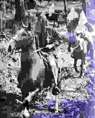 0P1840694-323x400
