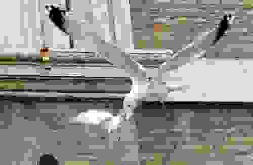 0POPE