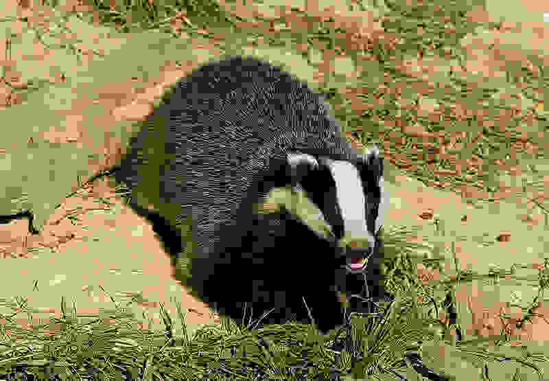 0badger