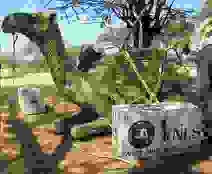 0camellibrary