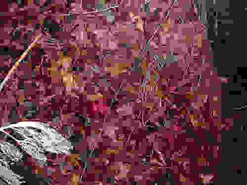 0compost