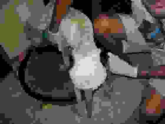 0davi4