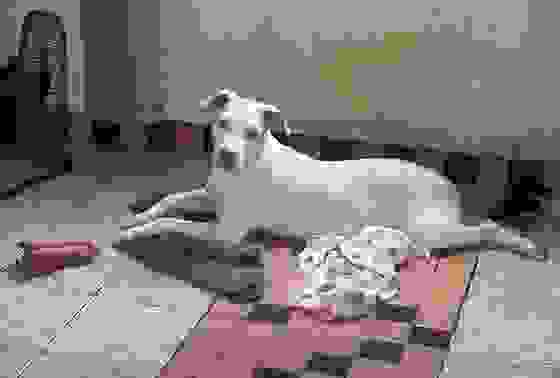 0davi8