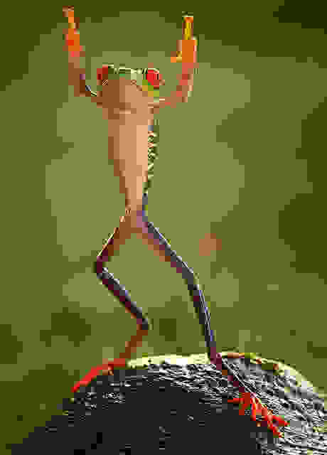 0frogfake2
