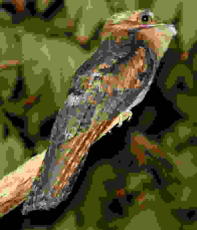 0potoo4