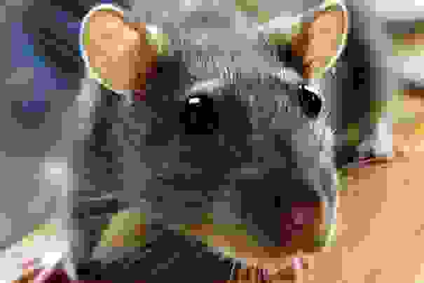 0ptisewn-08