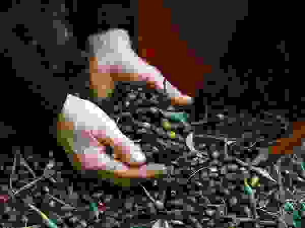 10-greece-olives_9074_600x450.jpg