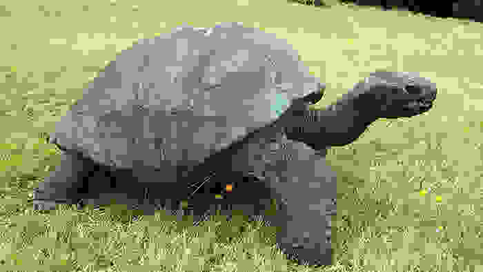 182-year-old-tortoise-jonathan-12.jpg