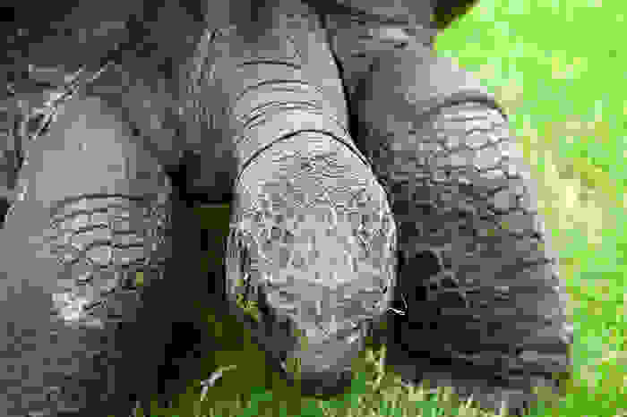 182-year-old-tortoise-jonathan-2.jpg