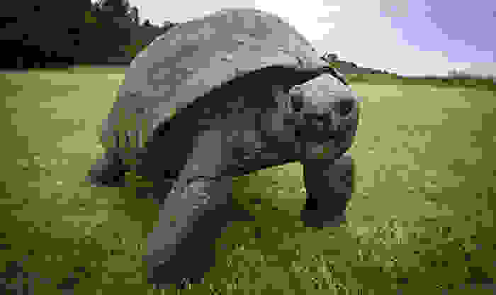 182-year-old-tortoise-jonathan-4.jpg