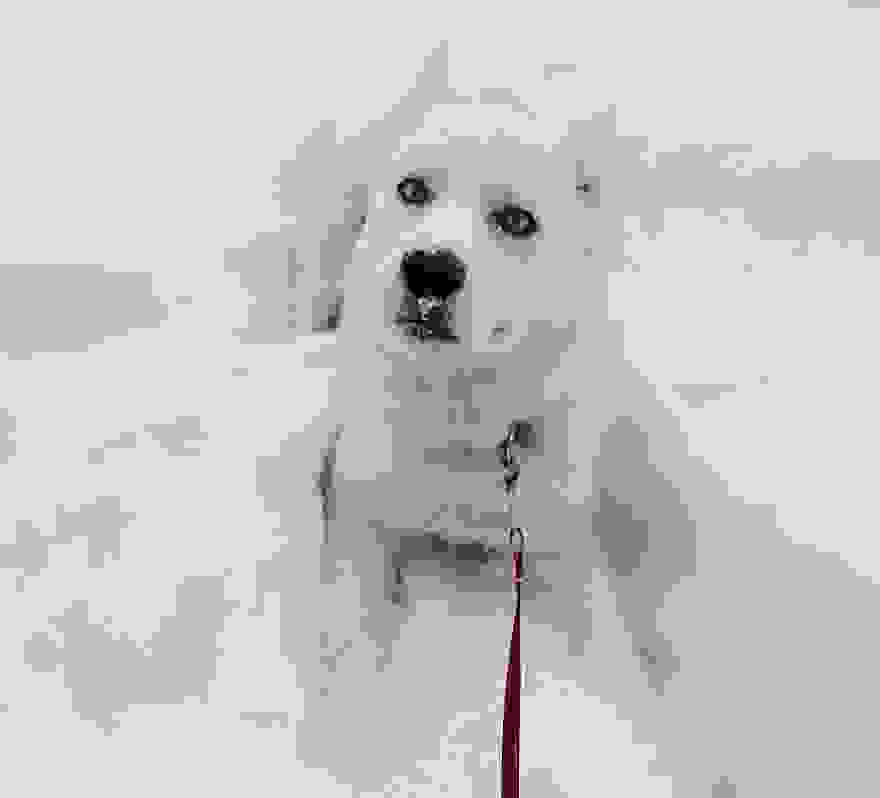 20-pictures-of-animals-playing-in-the-snow-for-the-first-time-2__700.jpg