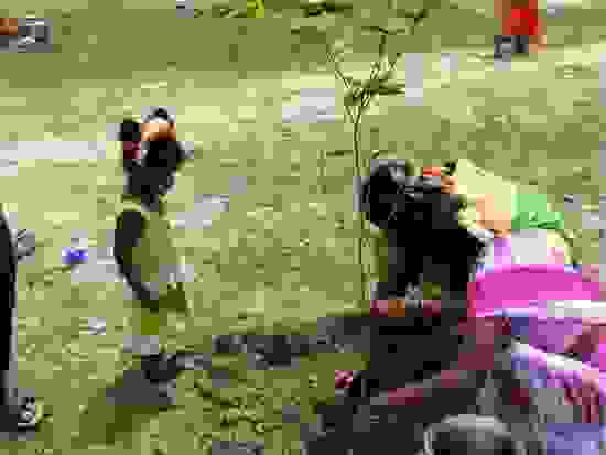 2Piplantri1.jpg