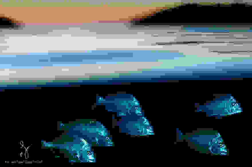 A-Parallel-Universe-Windows-Beneath-the-Waves-14.jpg
