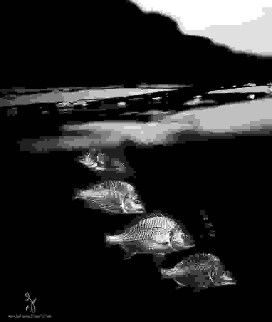 A-Parallel-Universe-Windows-Beneath-the-Waves-4.jpg