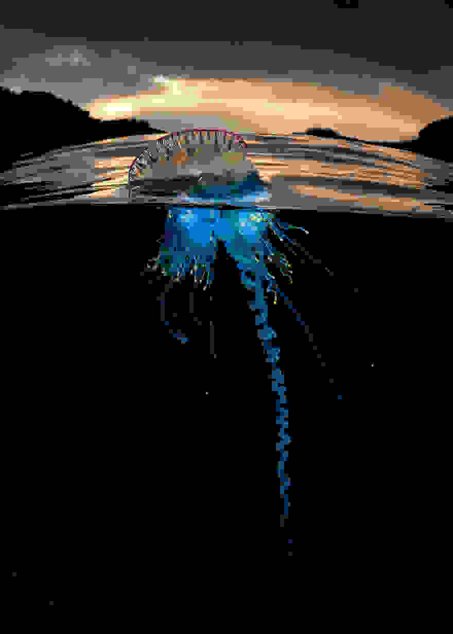 A-Parallel-Universe-Windows-Beneath-the-Waves-9.jpg