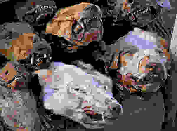 Akodessewa015a.jpg